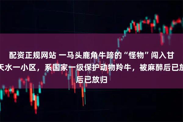 配资正规网站 一马头鹿角牛蹄的“怪物”闯入甘肃天水一小区，系国家一级保护动物羚牛，被麻醉后已放归